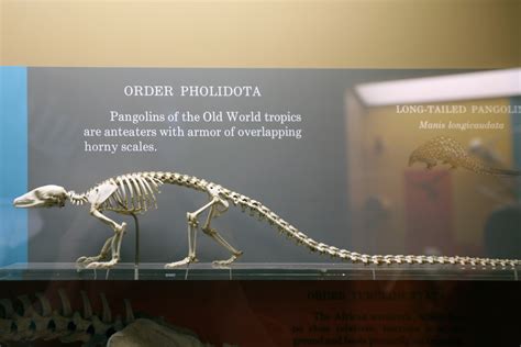 Pangolin protective equipment co., ltd. File:Manis tetradactyla skeleton.jpg - Wikimedia Commons