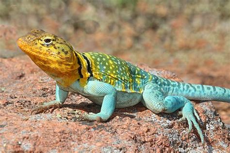 Collared Lizard Stock Photos Pictures And Royalty Free Images Istock