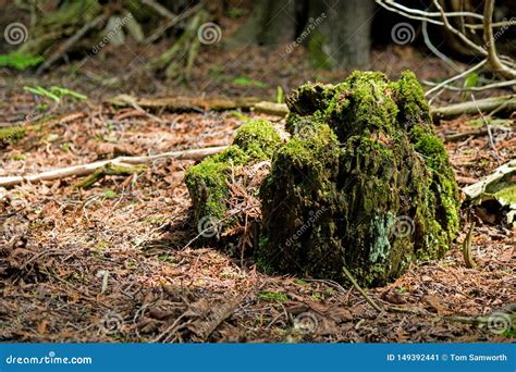 Moss Covered Trunk Of A Long Fallen Tree Stock Image Image Of Late