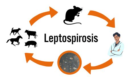 Leptospirosis Symptoms Causes Treatment And Prevention