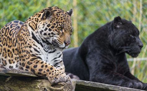 Wild Cats Jaguar Jaguars Panther Black Jaguar Hd Wallpaper