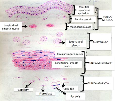 Esophageal Glands Histology