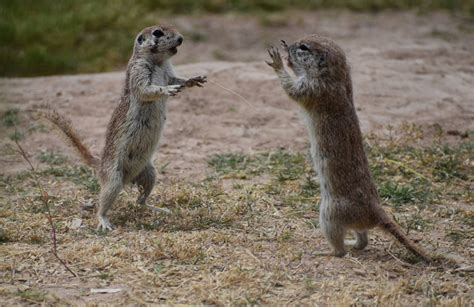 Round Tailed Ground Squirrels Fighting By Latinamnonvoco On Deviantart