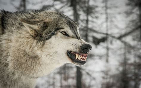 Wolf Wolves Predator Carnivore F Wallpaper 2560x1600 649326