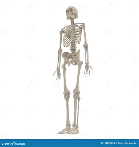 Human Male Skeleton Standing Pose On White 3d Illustration Stock