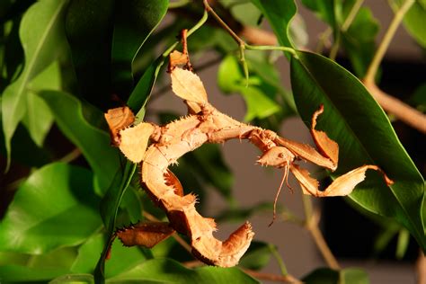 Animal Giant Spiny Stick Insect 4k Ultra Hd Wallpaper