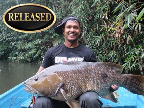 World Record Freshwater Snapper Total Fishing