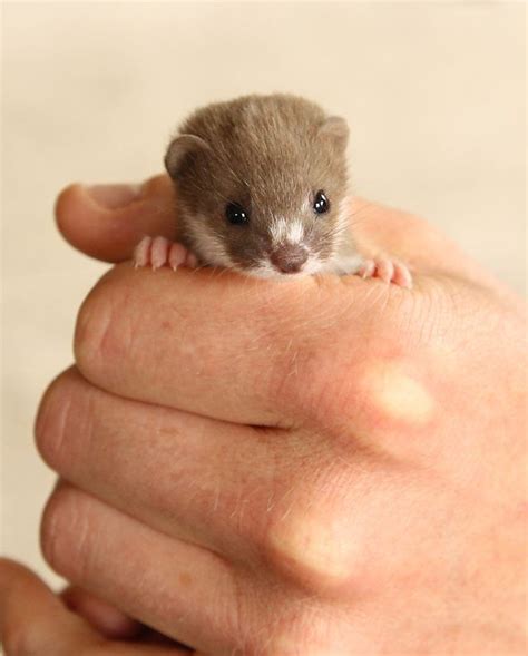 Looking After A Wild Weasel Cute Ferrets Cute Baby Animals Cute