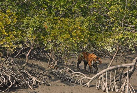 Largest Mangrove Forest Sundarbans Save Our Green