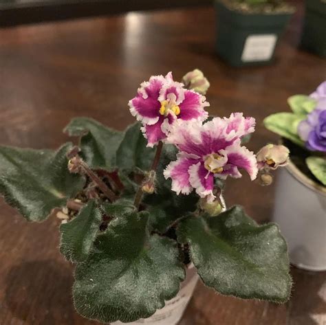 Robs Boondoggle African Violet Semi Miniature African Violets