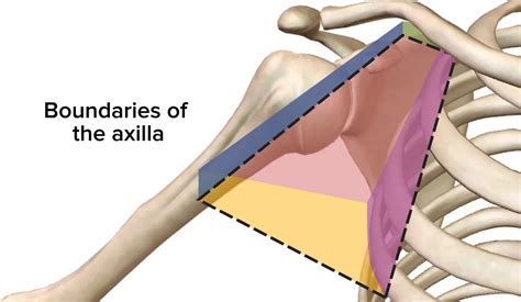 Axilla And Brachial Plexus Concise Medical Knowledge