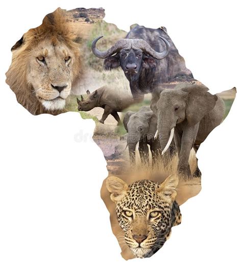 African Wildlife Background African Wildlife Map With The Big Five