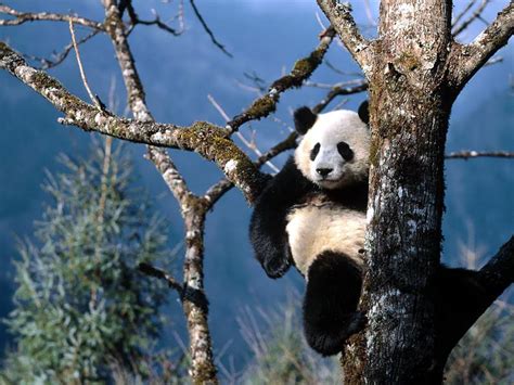 China Giant Panda Bears Playing Hd Wallpaper World Picture 2