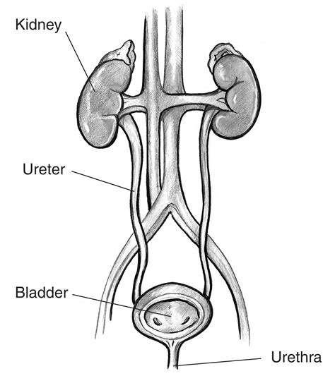 Front View Of A Normal Urinary Tract With Kidneys Ureters Bladder