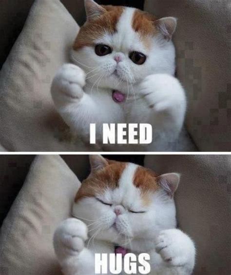 Cute Cat Memes Tumblr Image Memes At