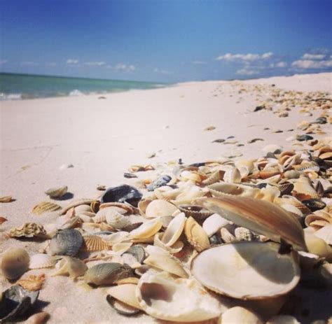 Top Tips For Shelling And Beachcombing In Gulf County Florida