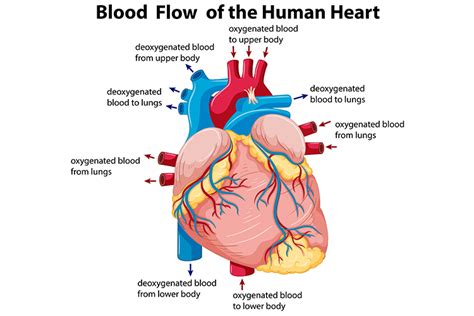 Types Of Congestive Heart Failure Ausmed