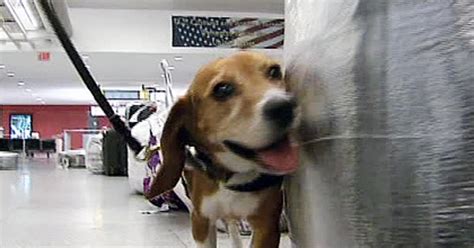Beagle Brigade Helps Sniff Out Food Hidden Away In Luggage At Kennedy