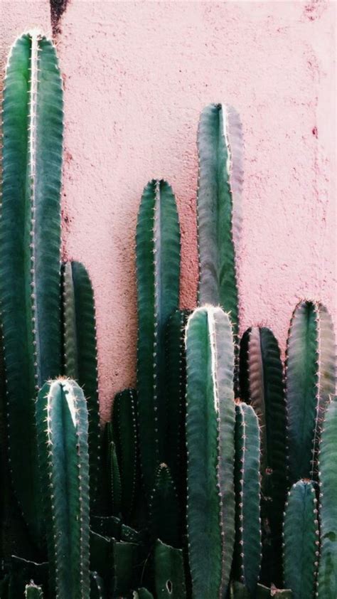 Cactus Iphone Wallpapers Top Free Cactus Iphone Backgrounds