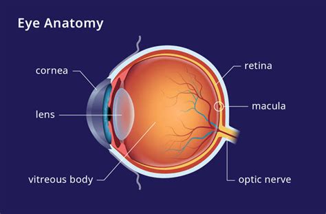 Macula Lutea All About Vision