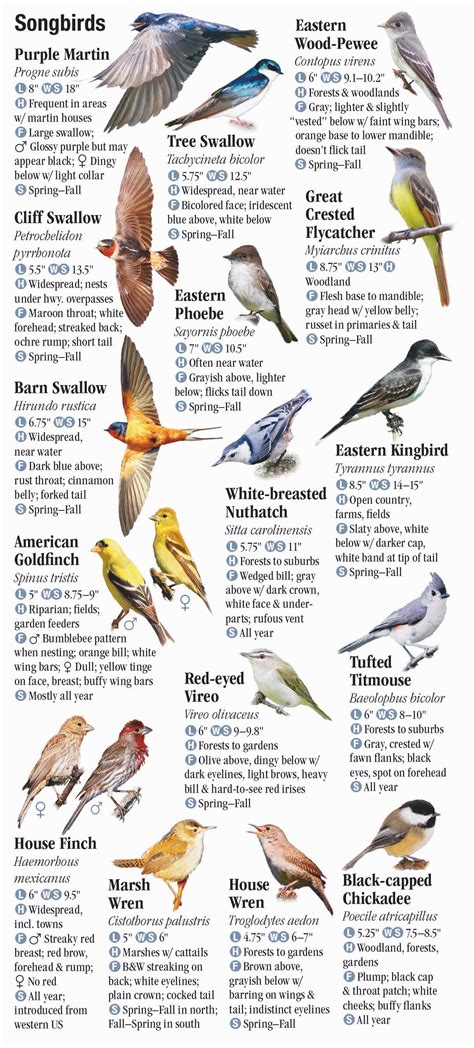 Rare Birds Of Indiana Unique Rare Bird