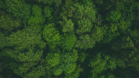 Wallpaper Id 9868 Forest Trees Aerial View Treetops Green 4k