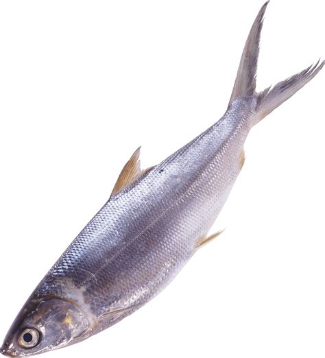 Download Fish Png Image For Free