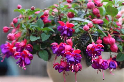 Many flowering shrubs require full sun, but we offer dozens of varieties that bloom in shade or that provide unique foliage to brighten dark corners in your. 8 Shade-Loving Plants For Containers and Gardens | Fuchsia ...