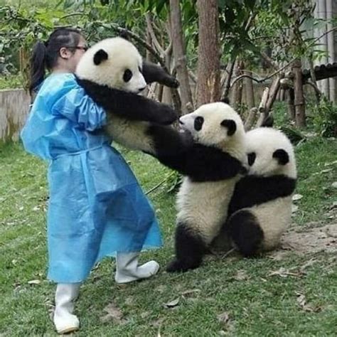 20 Adorable Panda Photos That Will Brighten Your Day Bouncy Mustard