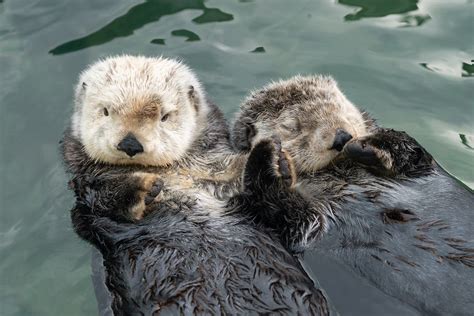 Get Ready to Celebrate Sea Otter Awareness Week at Vancouver Aquarium®
