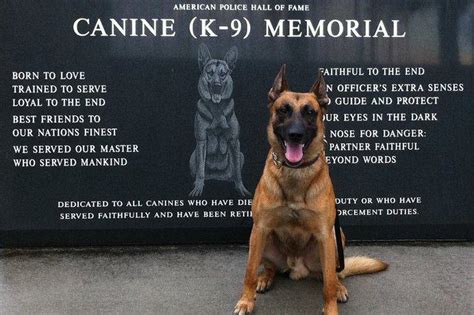 K9 In Memory Quotes Quotesgram