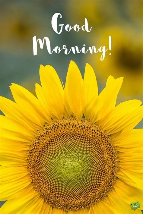 Inspirational Good Morning Sunflower Morning Kindness Quotes