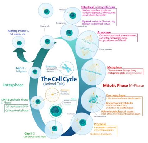 Biology For Kids Cell Division And Cycle