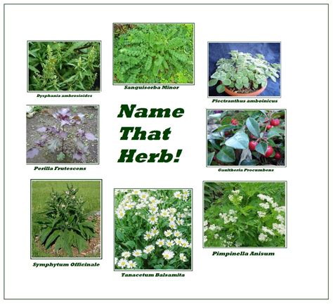 Dtl Herbs Ltd Unusual Herb Presentation