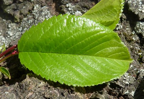 Fileapple Tree Leaf J1 Wikimedia Commons