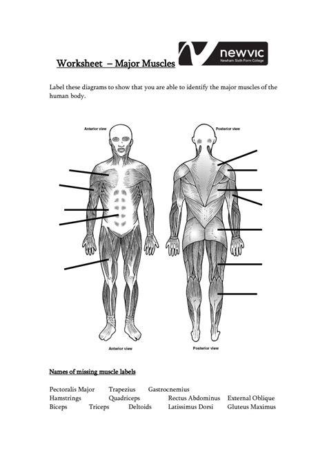 Unlabeled Muscle Diagram Worksheet Skeletal System