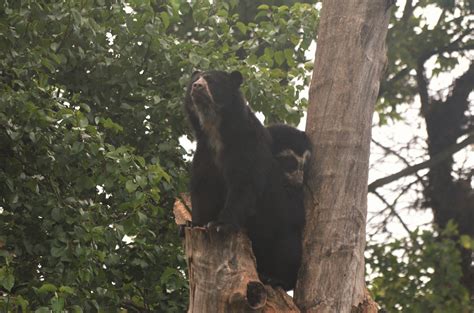 Spectacled Bears At Chester 300917 Zoochat