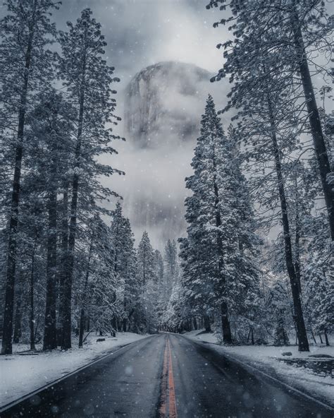Landscape Nature Road Trees Snow Winter Forest Wet Road Pine Trees