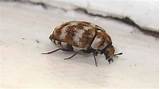 Common Bugs Found In Homes Images