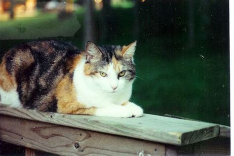 Fascinating Facts And Cute Pictures Of Calico Cats Calico Cat Cat Pics Calico Kitten