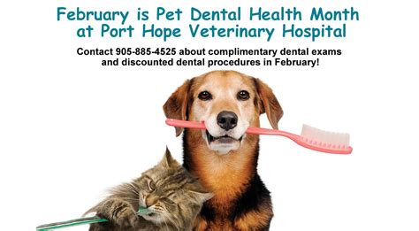 February Is Pet Dental Health Month Port Hope Veterinary Hospital