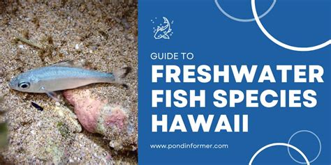 Freshwater Fish Species In Hawaii Id Pics Pond Informer