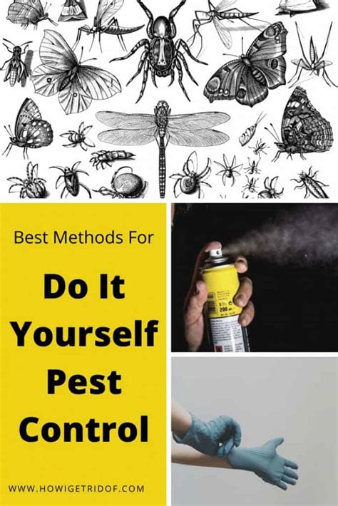 A pest is not just a word that's used to describe an annoyance; Best Methods For Do It Yourself Pest Control - How I Get Rid Of
