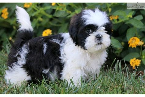 We offer shipping services via air! Shih Tzu Puppies For Sale | New York, IA #236446 | Petzlover