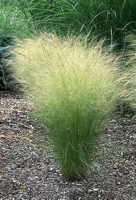 Description Name Mexican Feather Grass Other Common Names Feather