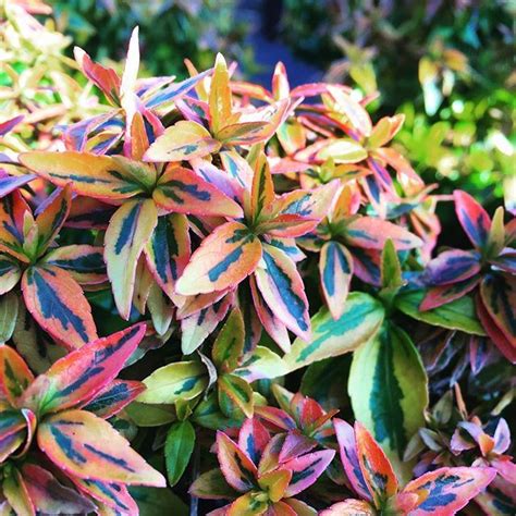 Evergreen trees and shrubs can be classified into two distinct categories: This abelia kaleidoscope is a great low growing, evergreen ...
