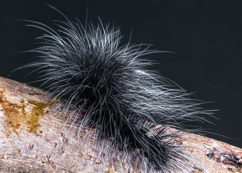 Free Images Grass Prickly Insect Invertebrate Caterpillar Close