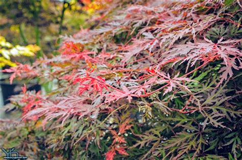 Acer Palmatum Orangeola Japanese Maple Conifer Kingdom