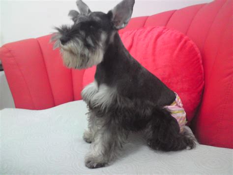 Our beautiful minature schnauzer tara has delivered 5 stunning puppies 2 girls 3 boys. 30 Elegant Miniature Schnauzer Puppies For Sale Near Me ...