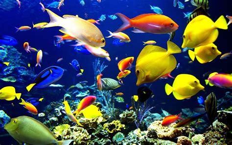 20 Aquarium Hd Wallpapers Pictures And Freshwater Aquarium Wallpapers